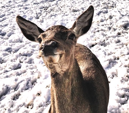 Sensory-Wintry Experiences in a Deer Valley